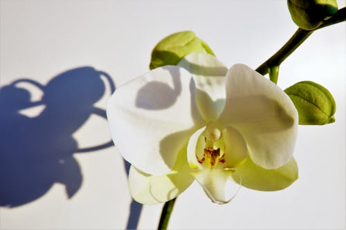 White Moth Orchid in Bloom 