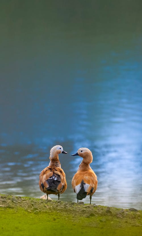 Red duck from waterfowl family with orange brown plumage with lighter head on coast of lake