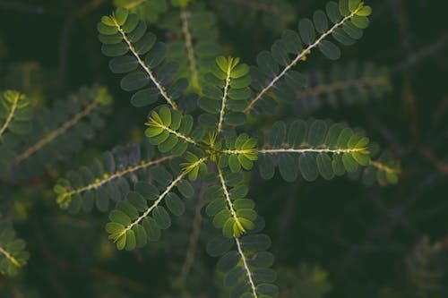 bitki, bitki örtüsü, bitkibilim içeren Ücretsiz stok fotoğraf