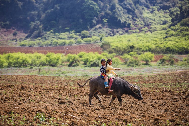 Asian Children Riding Buffalo On Farm