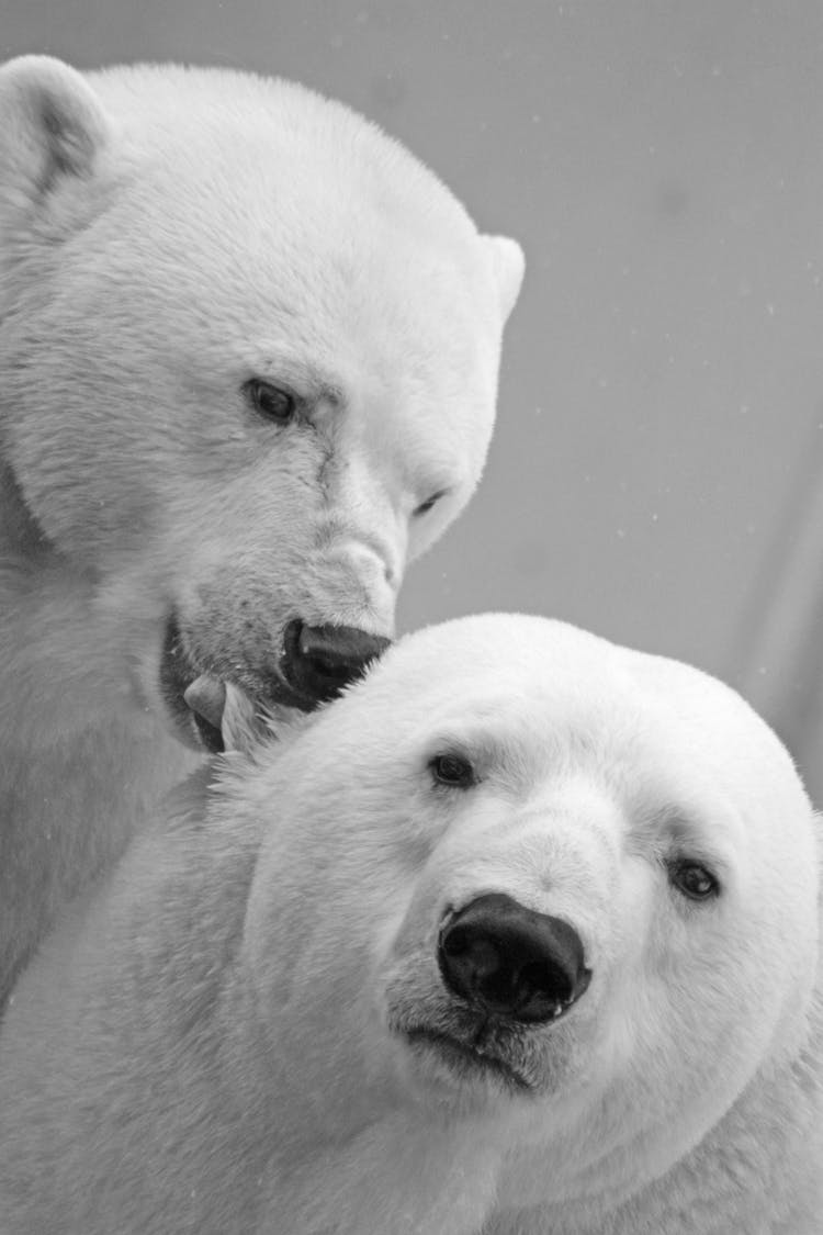 Close Up Photo Of Polar Bears 