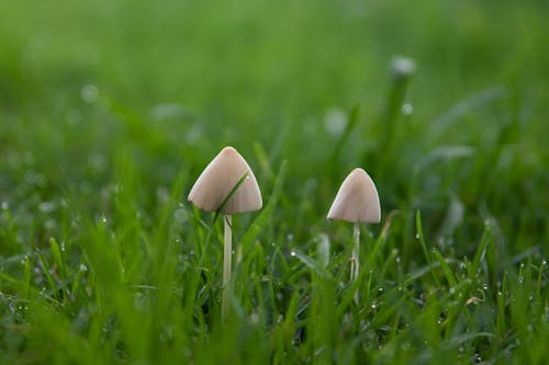 White Mushrooms on Green Grass Field