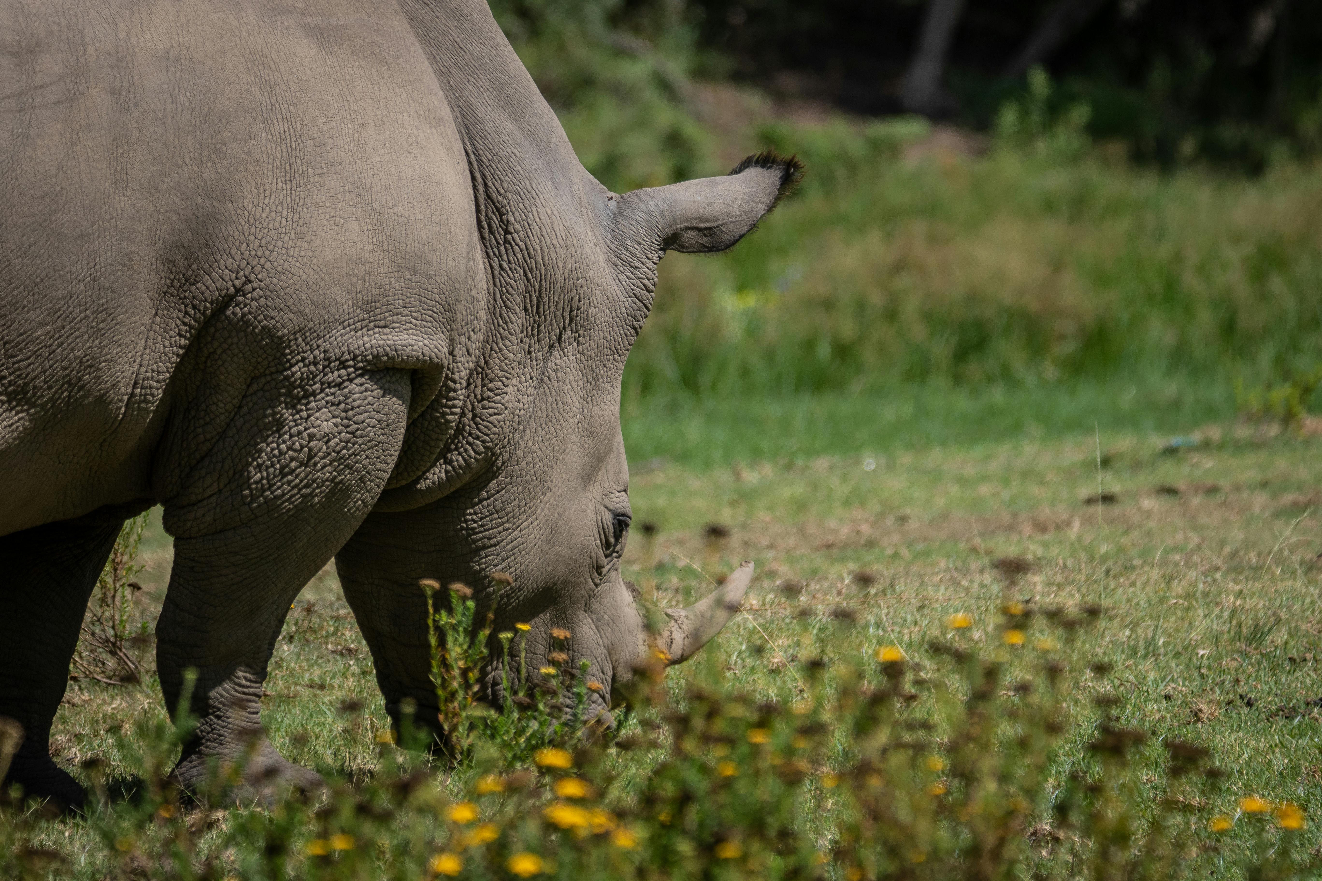 Gratuit Photos gratuites de @extérieur, afrique, afrique du sud Photos
