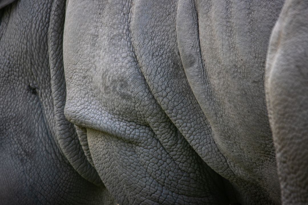 Reptile Diseases Recognize Symptoms For Early Treatment Photo Inspiration