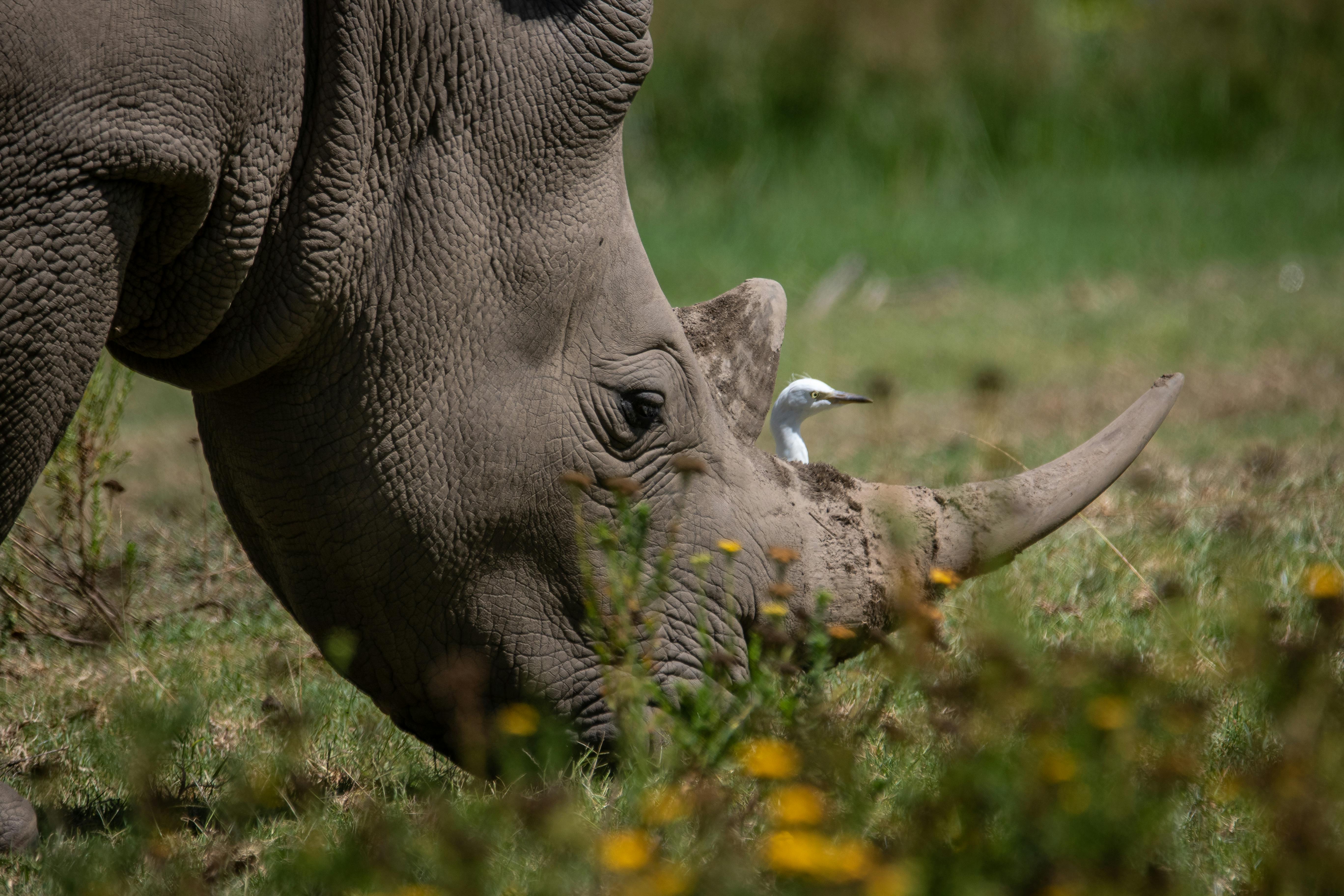 grátis Foto profissional grátis de África, África do Sul, alimentação Foto profissional