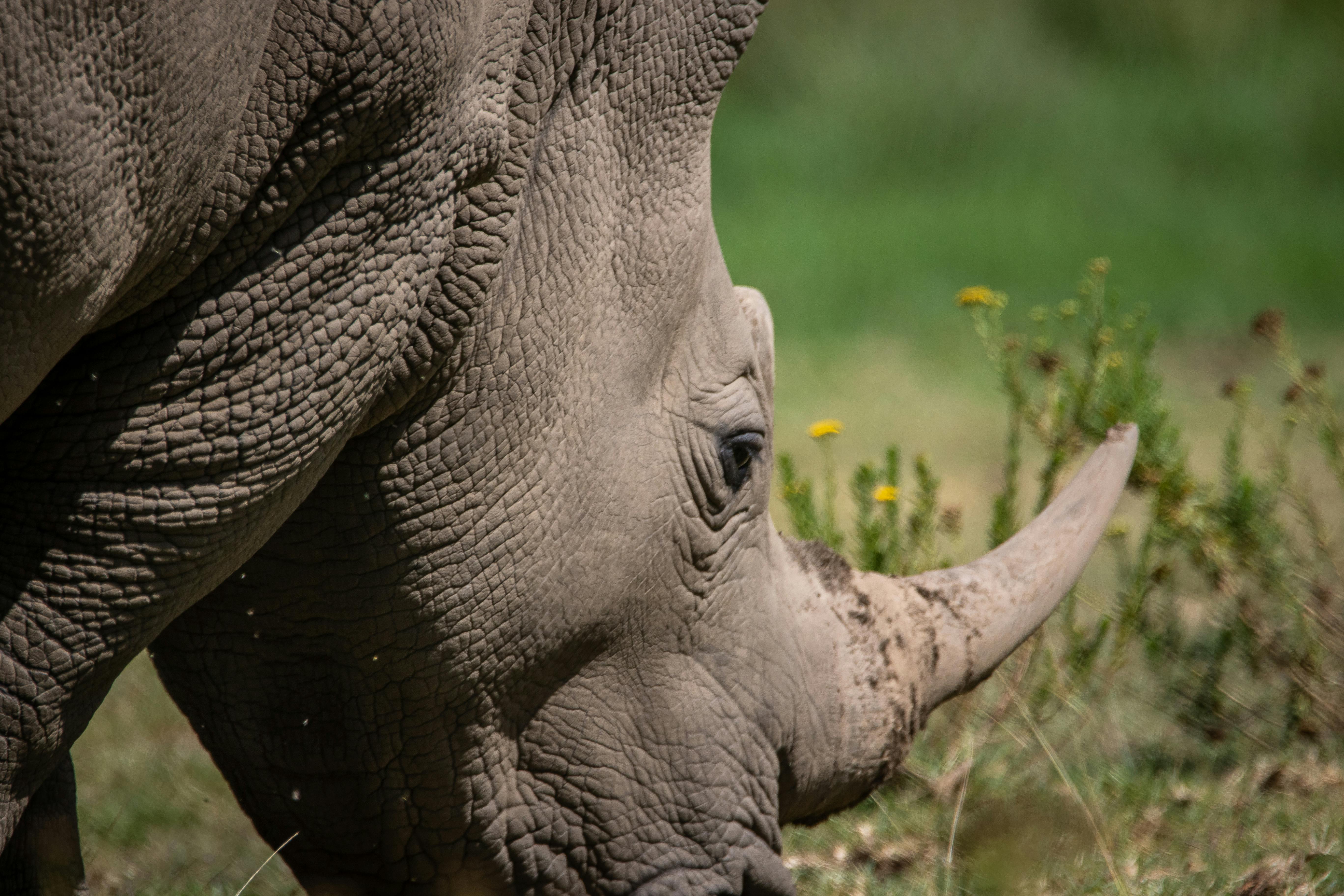 grátis Foto profissional grátis de acidentado, africano, ameaçado Foto profissional