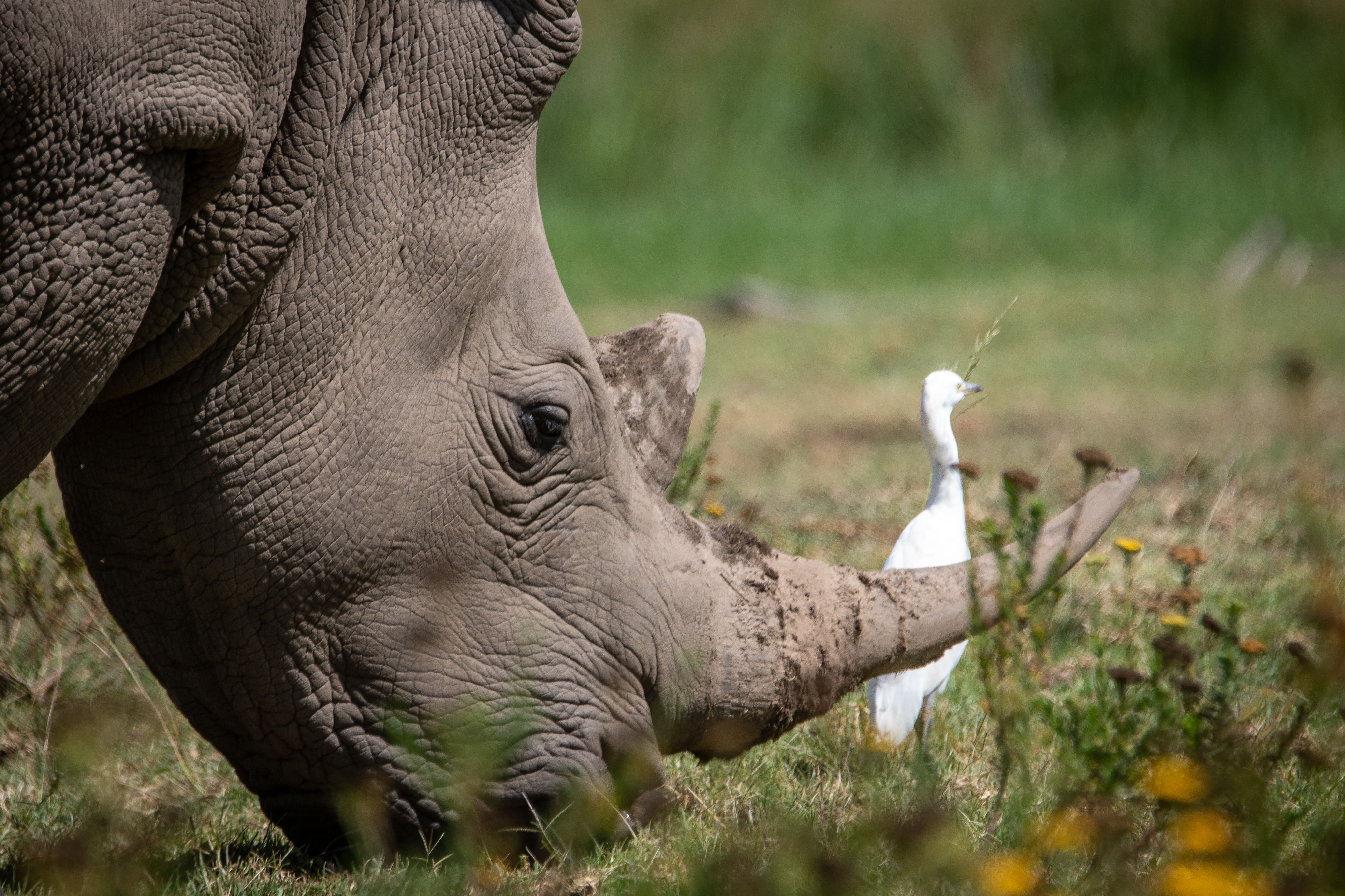 A close-up of a white rhinoceros with an egret in a grassy savanna.