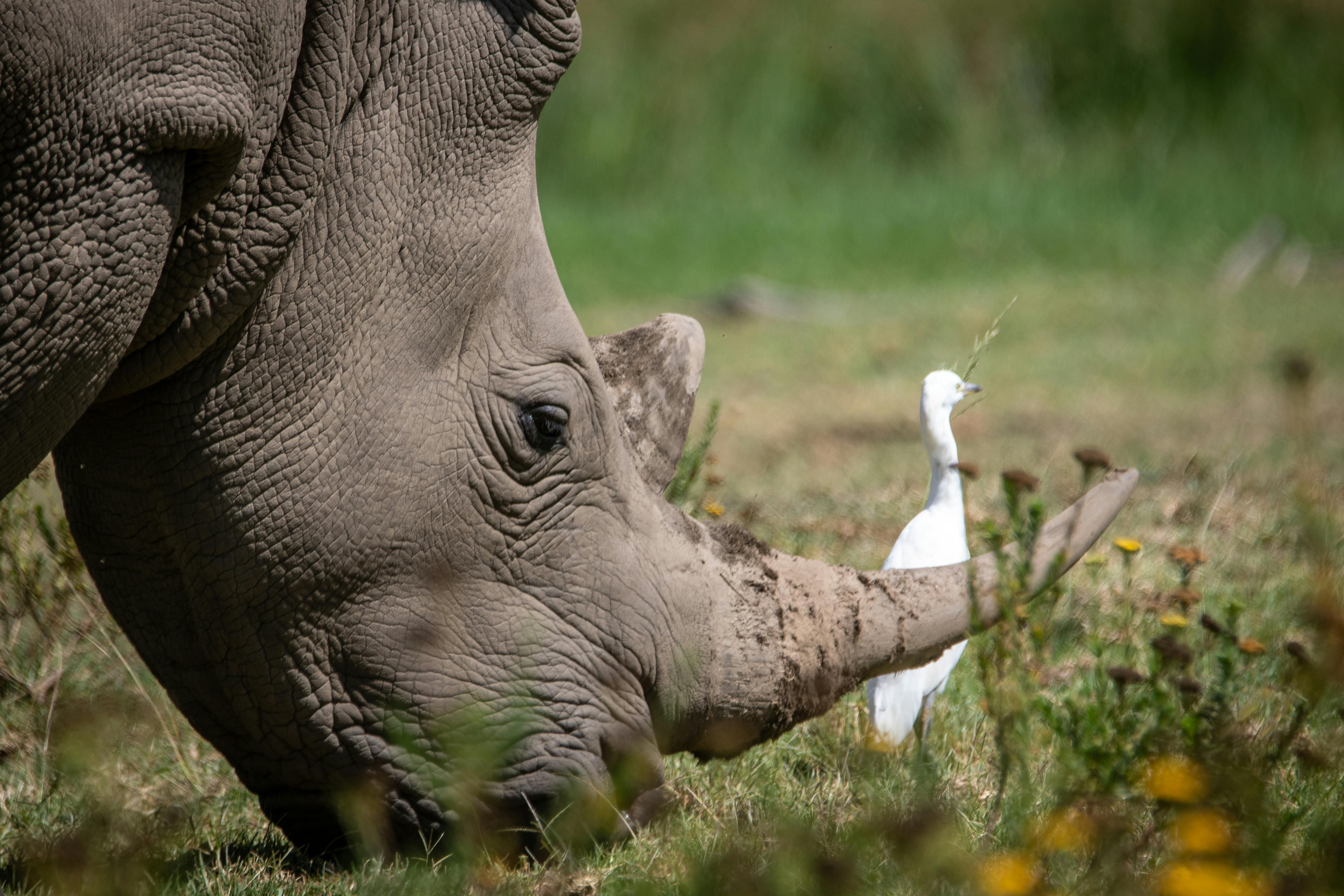 8,000+ Best Big Five Photos · 100% Free Download · Pexels Stock Photos