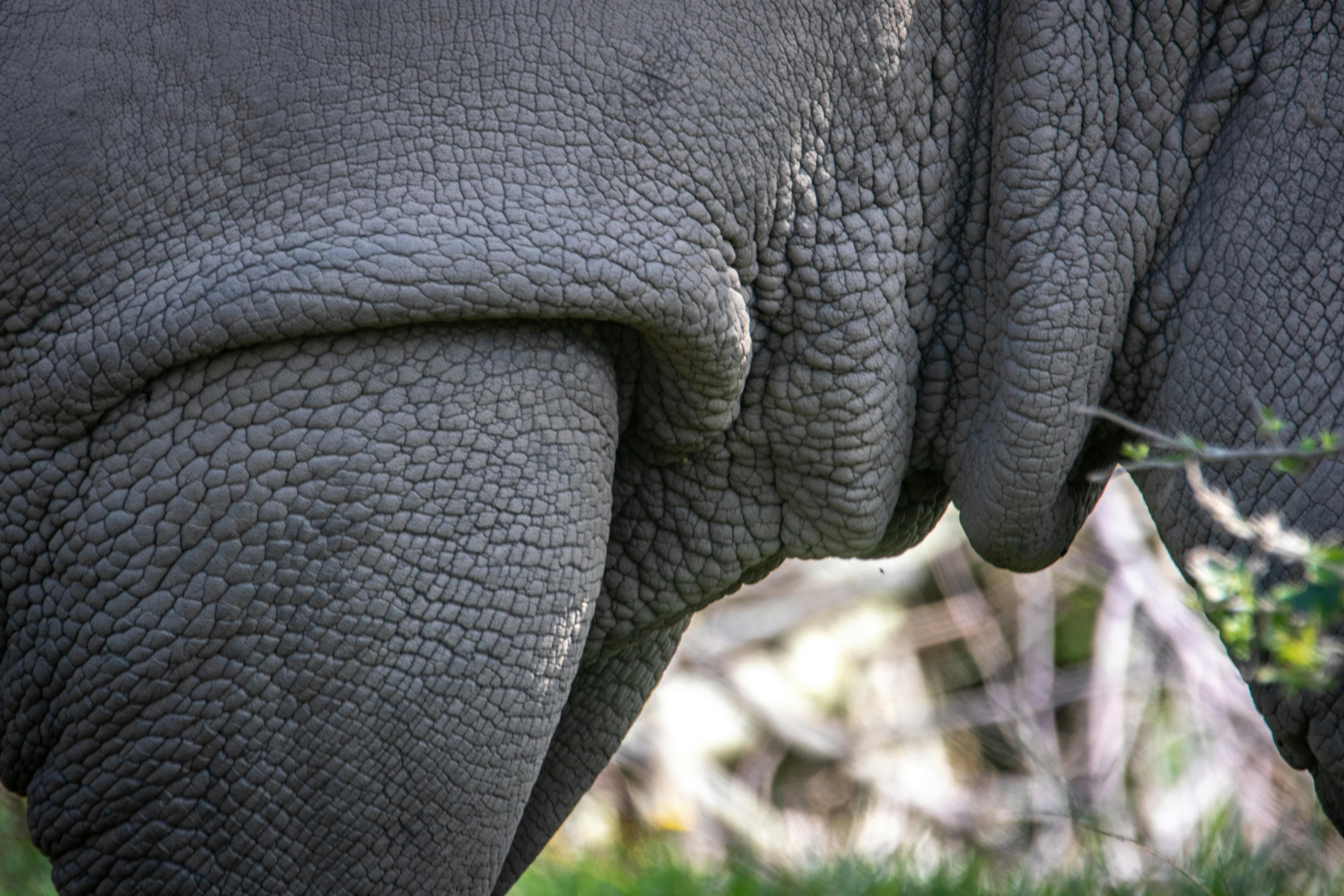 Skin of an Animal in Close-up Photography