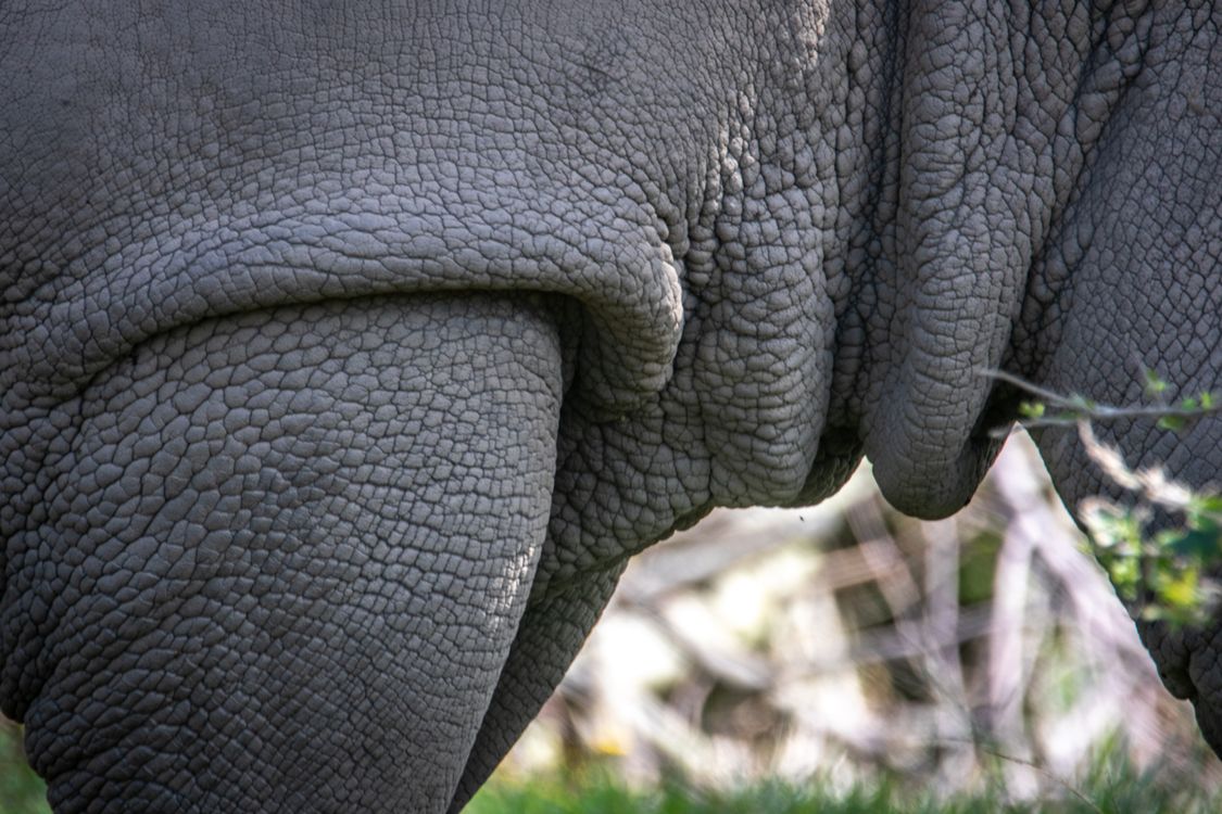Skin Of An Animal In Close up Photography Free Stock Photo skin-of-an-animal-in-close-up-photography-free-stock-photo