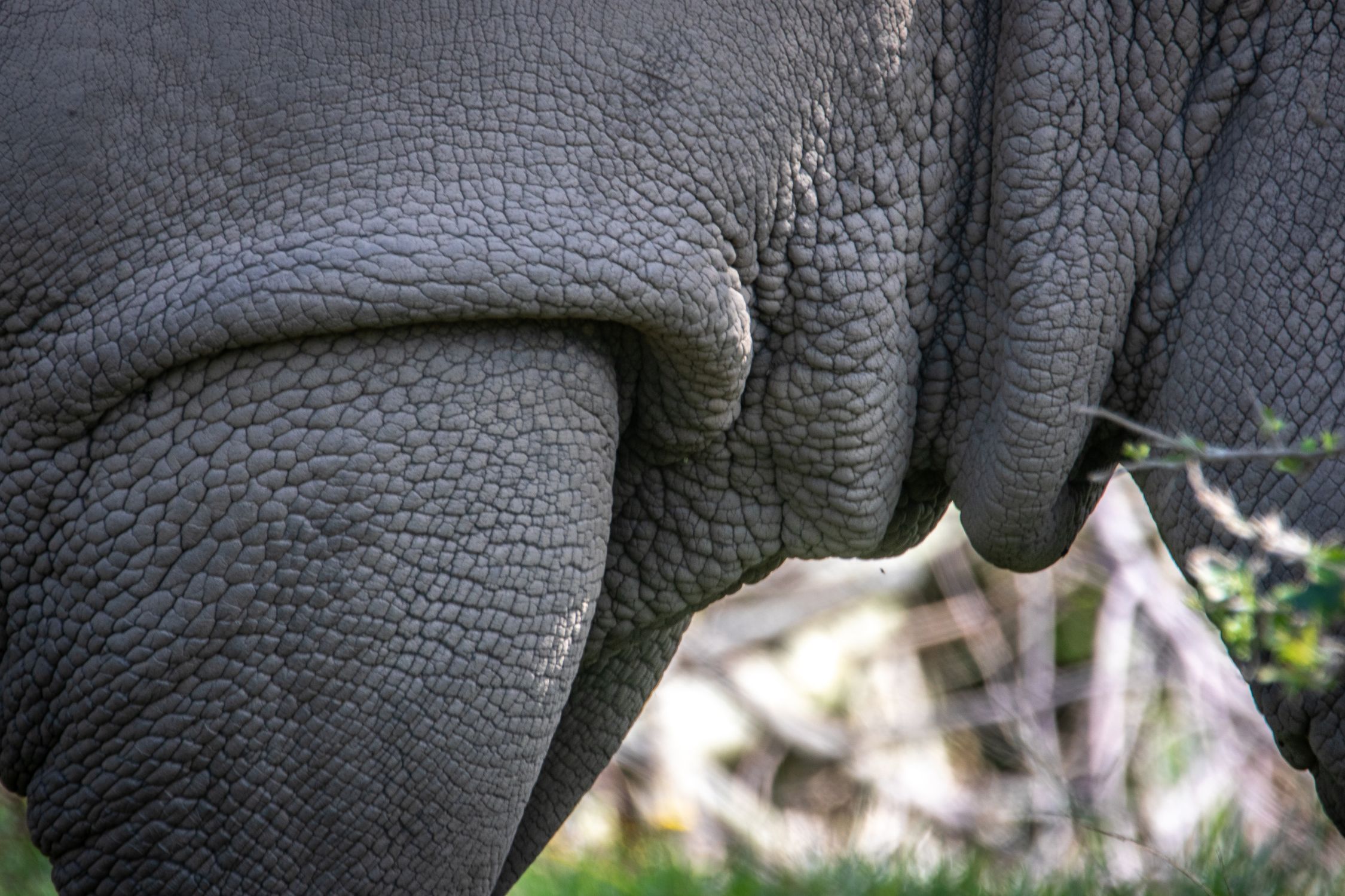 Animal Skin Color Skin of an Animal in Close-up Photography · Free Stock Photo