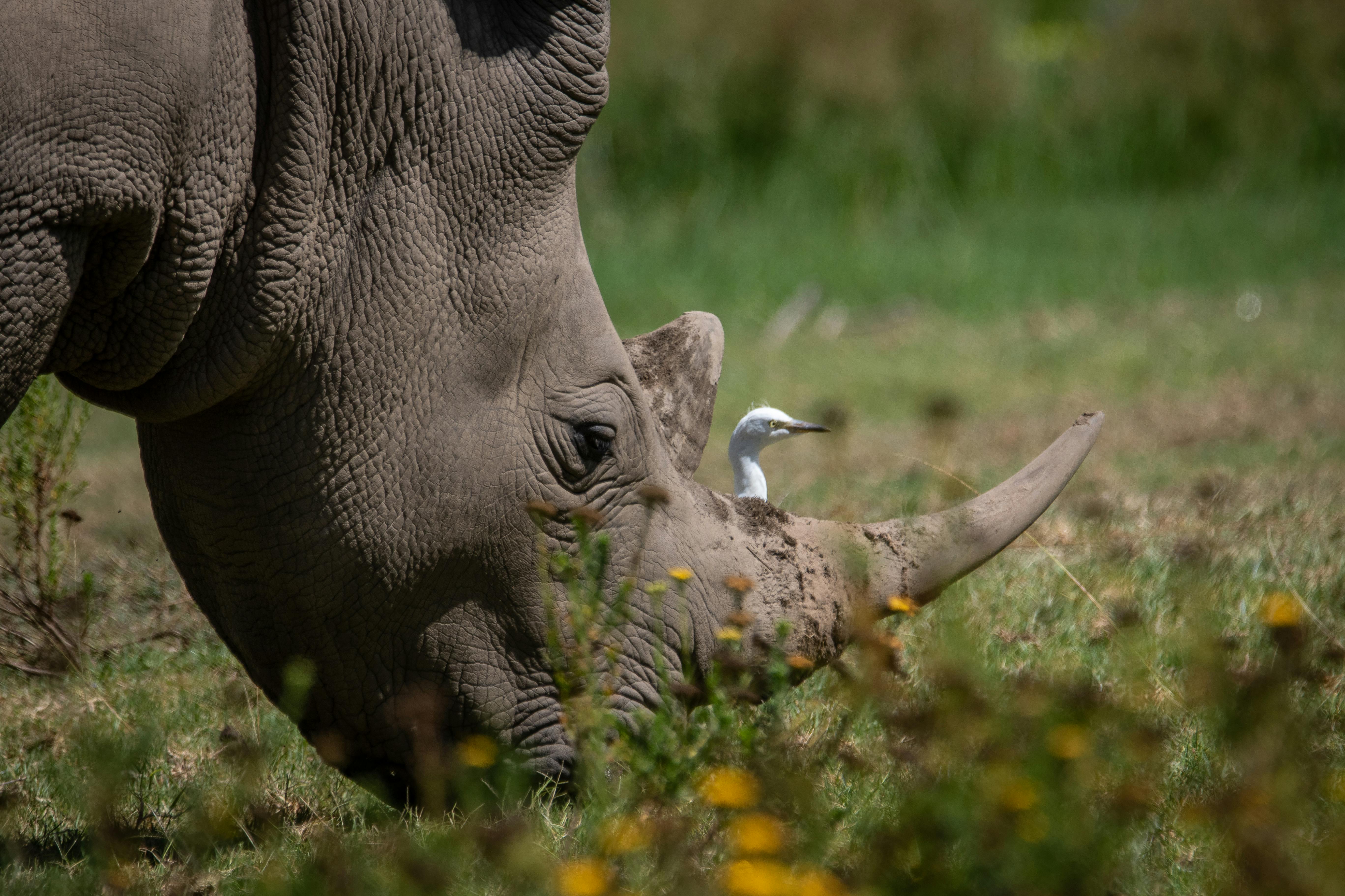 8,000+ Best Big Five Photos · 100% Free Download · Pexels Stock Photos