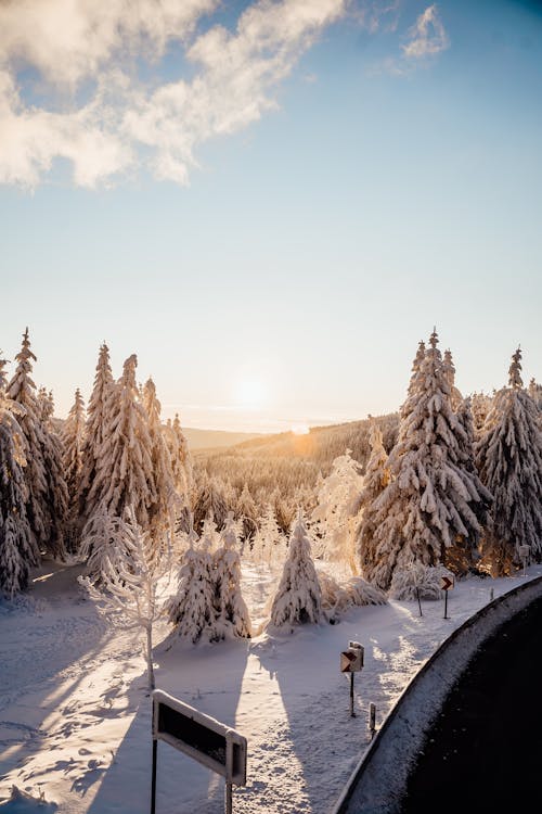 A Snow Covered Trees on Mountain Near the Road