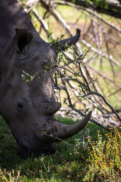 Free Rhinoceros Eating Grass Stock Photo