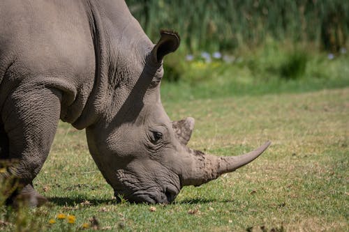 Grey Rhinoceros on Green Grass