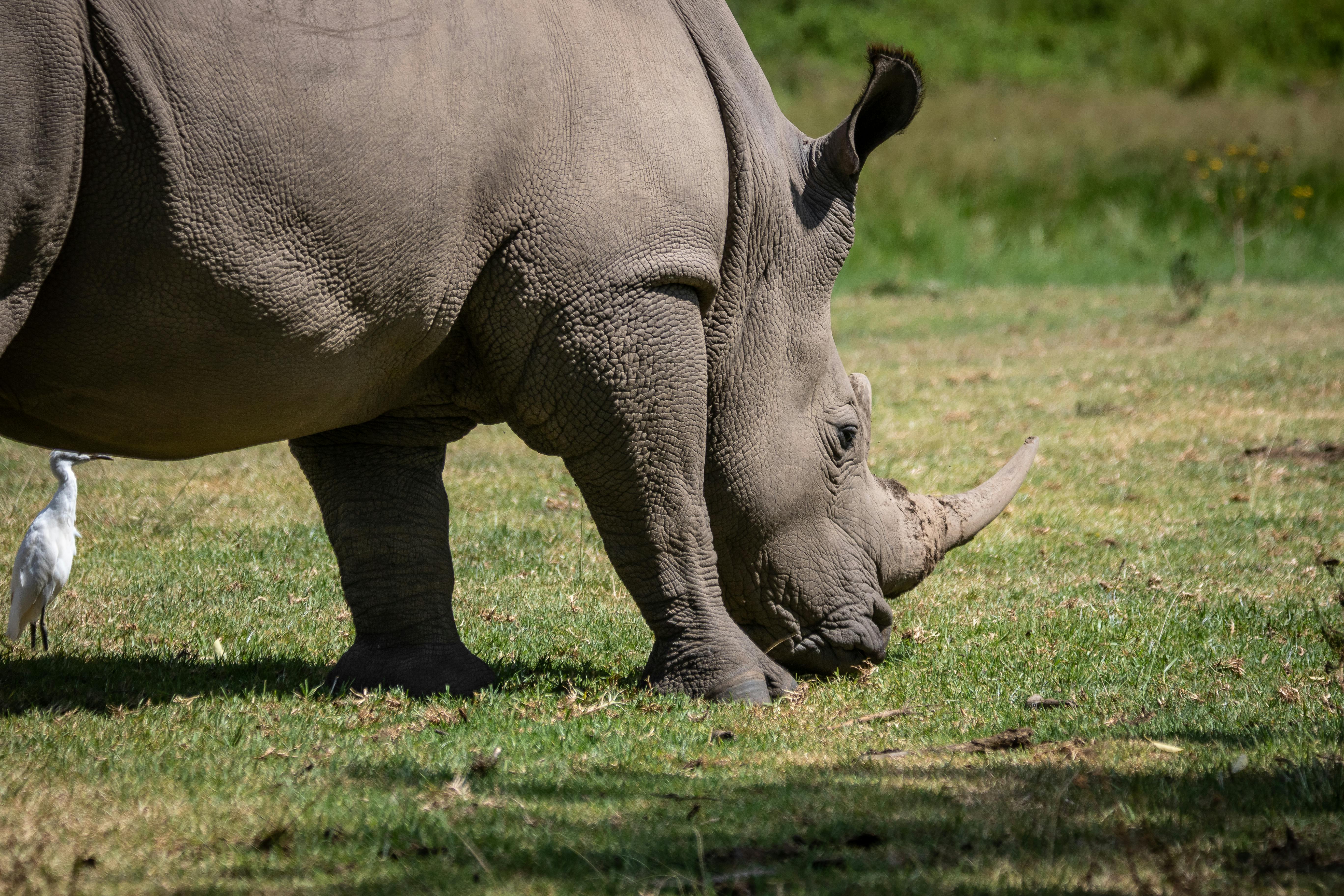 Gratuit Photos gratuites de afrique, animal, ceratotherium simum Photos