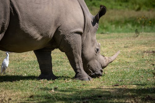 Rhinoceros Eating Grass