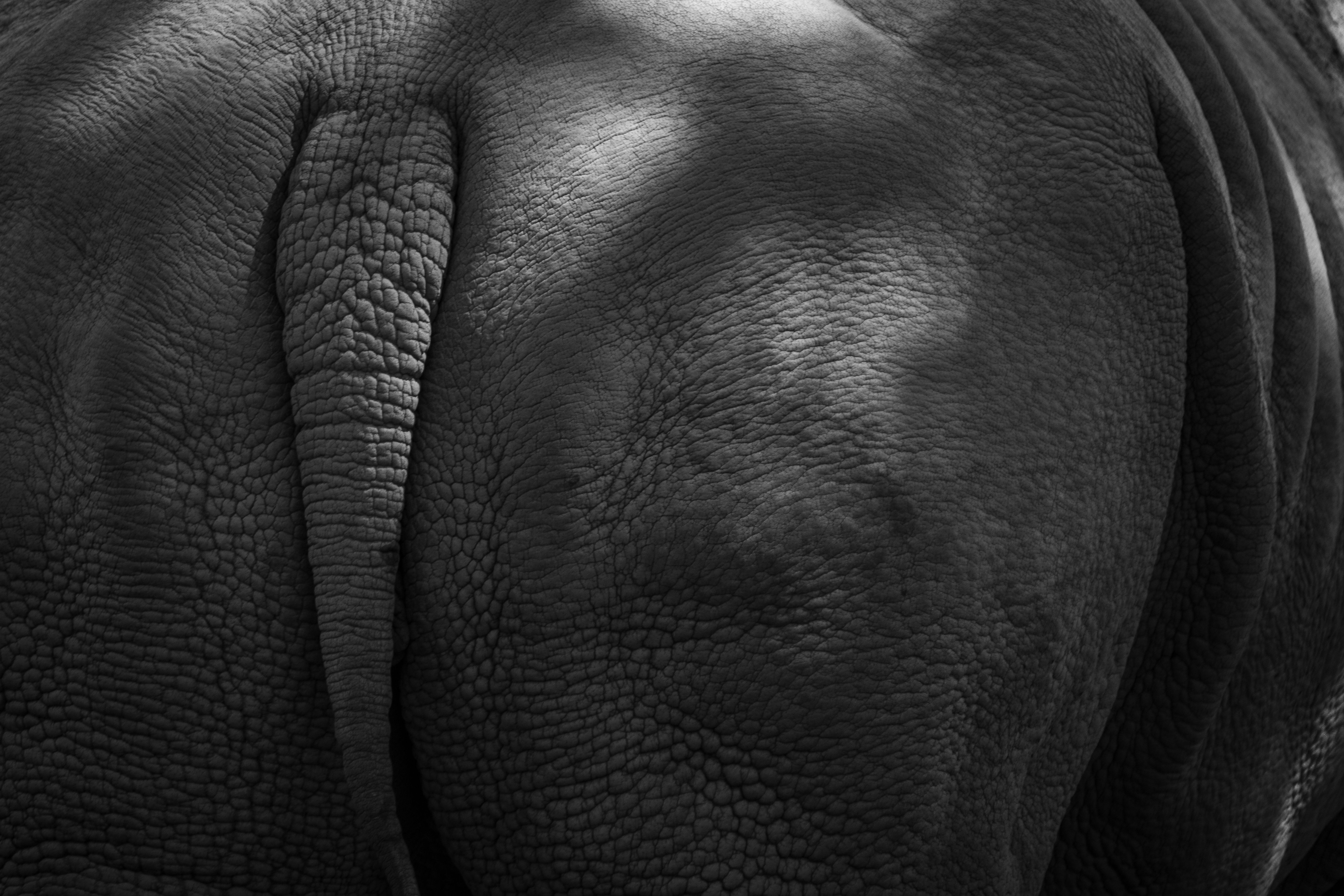 Textur Tail Tail Texture Photos, Download The BEST Free Tail Texture Stock Photos ...