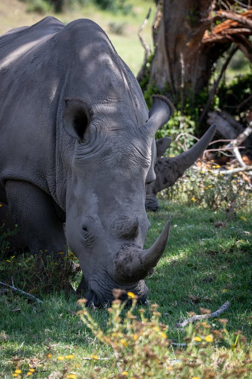 Grey Rhinoceros Eating Green Grass