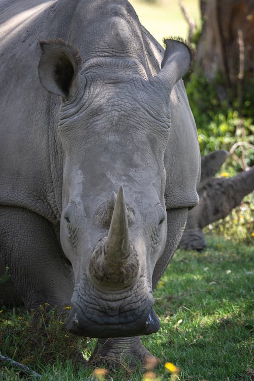 Free Rhinoceros in Close-Up Photography Stock Photo