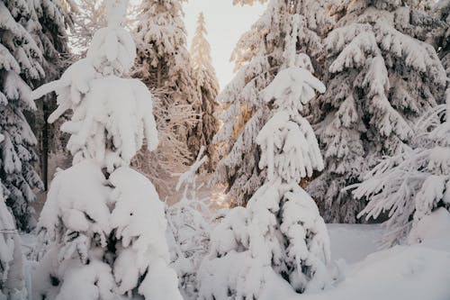 A White Snow on the Trees