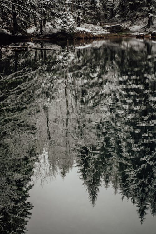 A Placid Lake with Reflections of Tall Trees