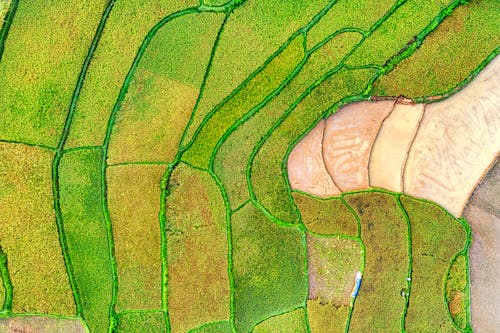 Fotos de stock gratuitas de campos de arroz, foto aérea, foto con dron