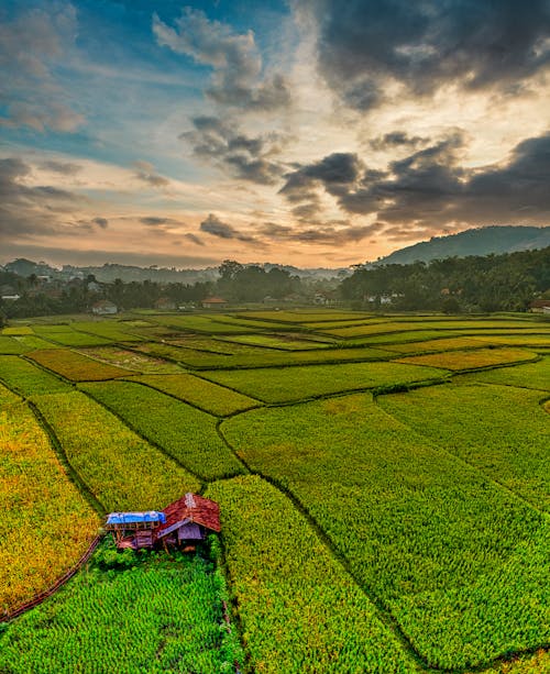 Free Aerial View of Rice Fields Stock Photo