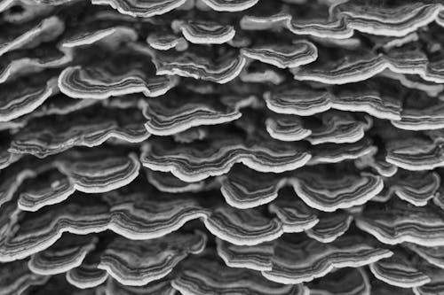 Grayscale Photo of Mushrooms