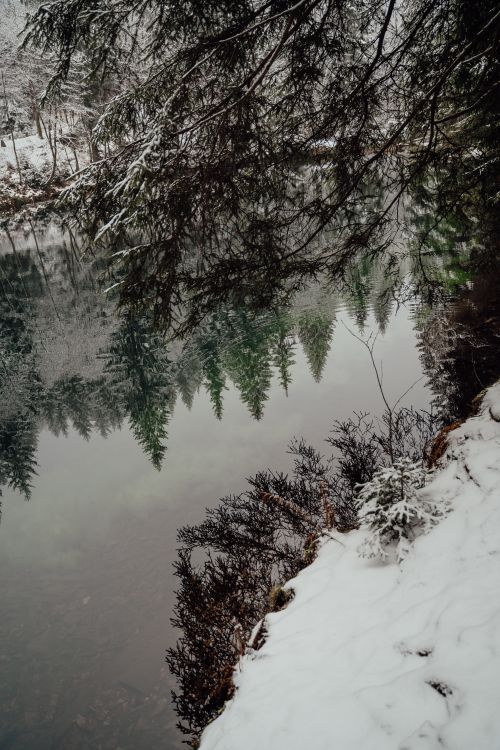 Free Snowy trees reflected in a tranquil lake in Munich, creating a peaceful winter scene. Stock Photo