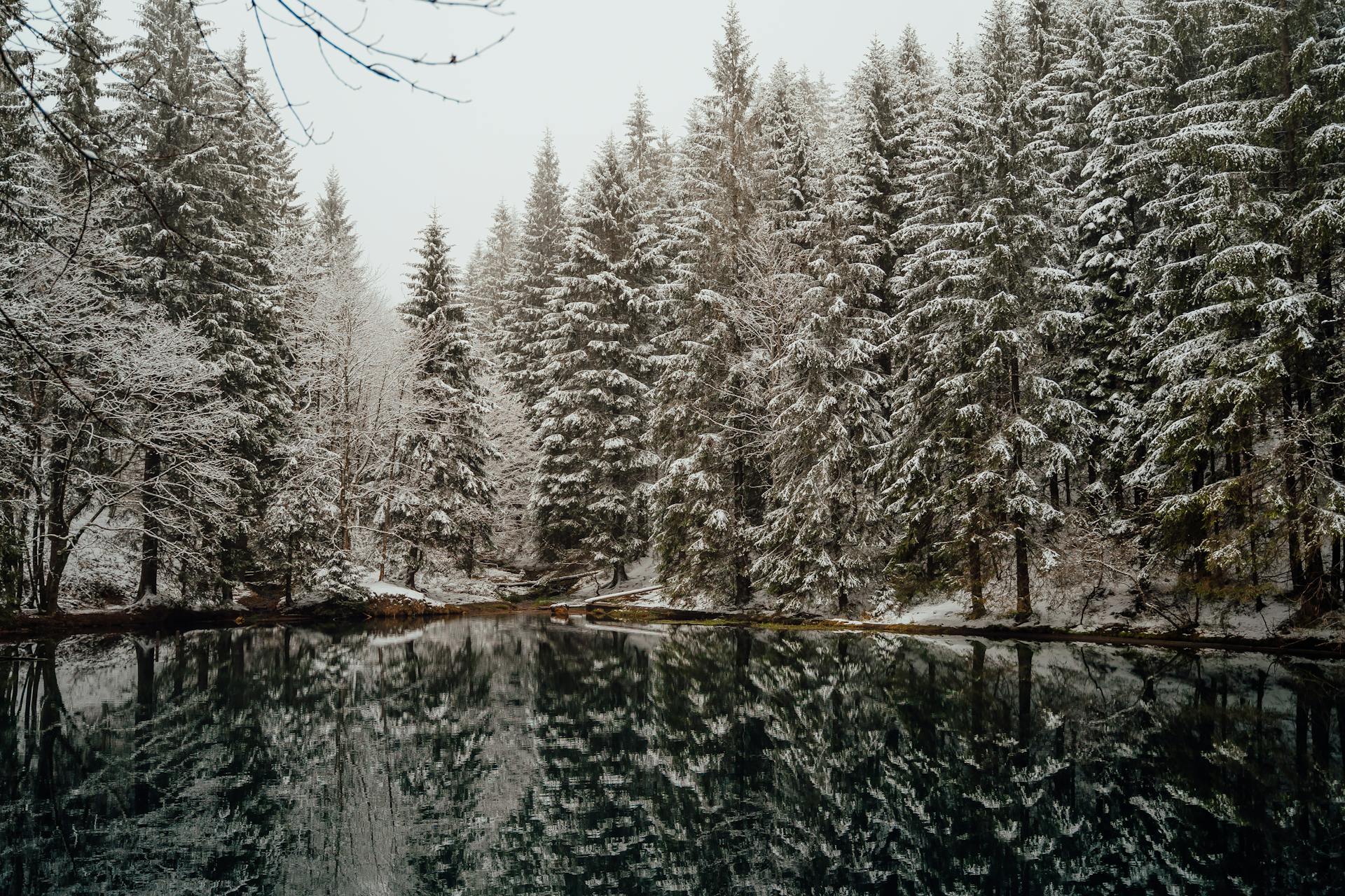 A Placid Lake Surrounded by Snow Covered Trees