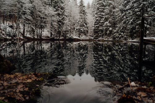 Winter Forest Beside Lake