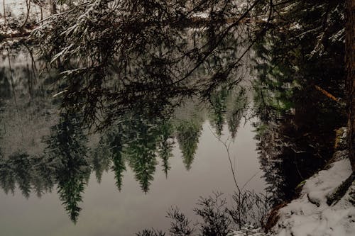 Ilmainen kuvapankkikuva tunnisteilla flunssa, järvi, lehdet