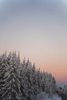Snow-covered trees with a pastel sky at sunrise create a serene winter scene.