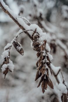 Close-up of a withered branch covered in snow during winter, capturing its serene beauty.