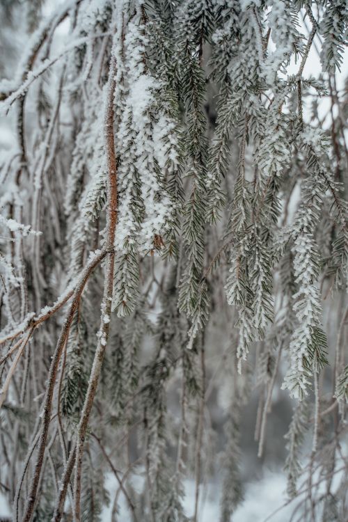 Free Close-up of snow-covered tree branches during winter in Munich, Germany. Stock Photo