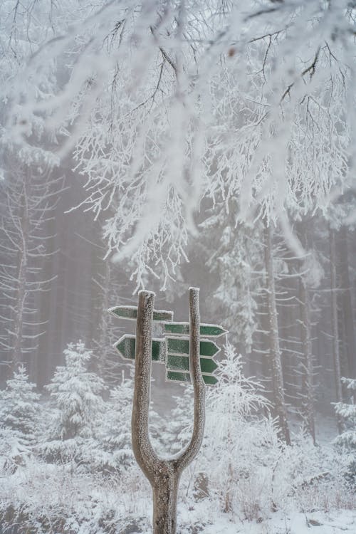 Ilmainen kuvapankkikuva tunnisteilla flunssa, jää, kuura