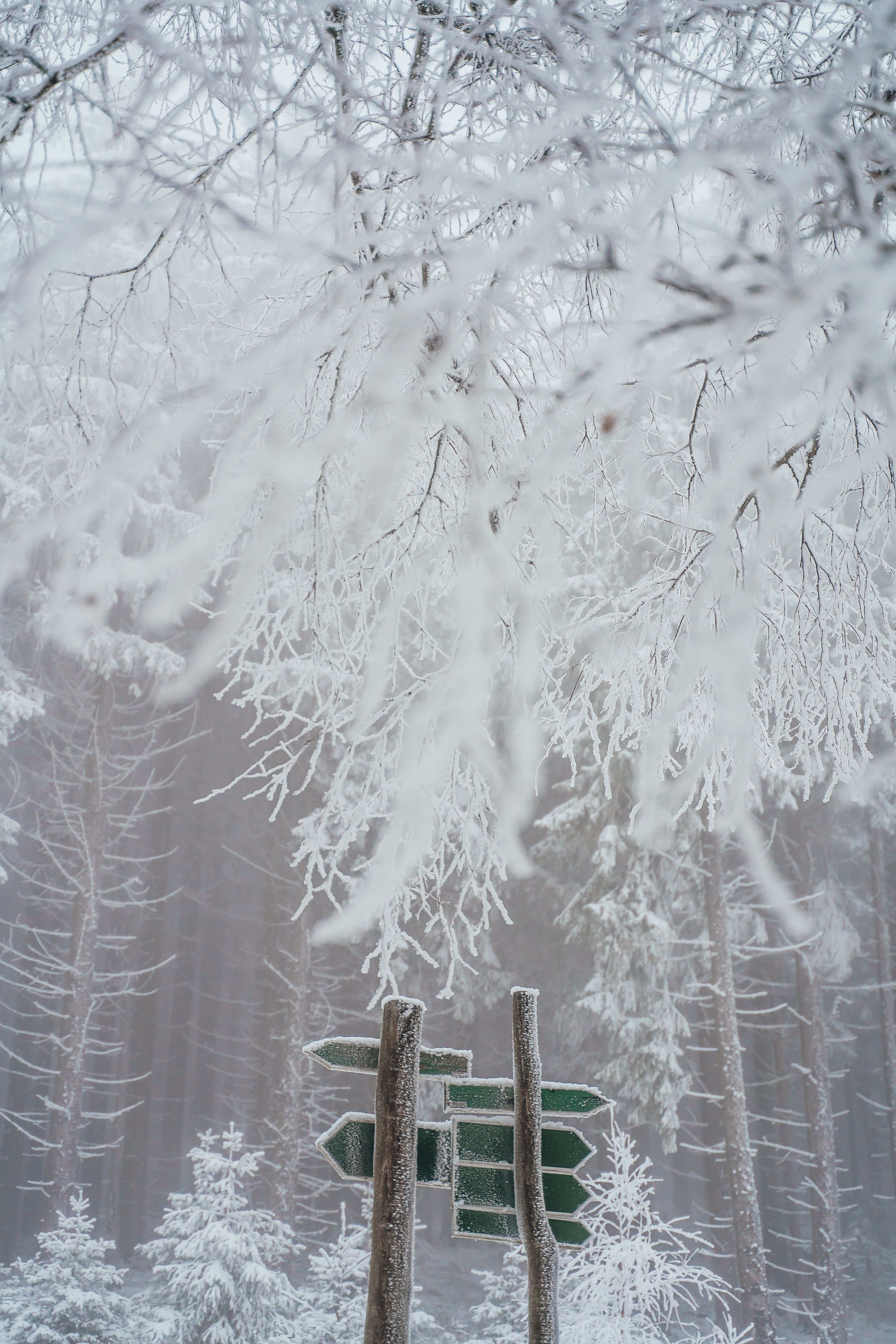 Signed Tree Photos, Download The BEST Free Signed Tree Stock Photos ...