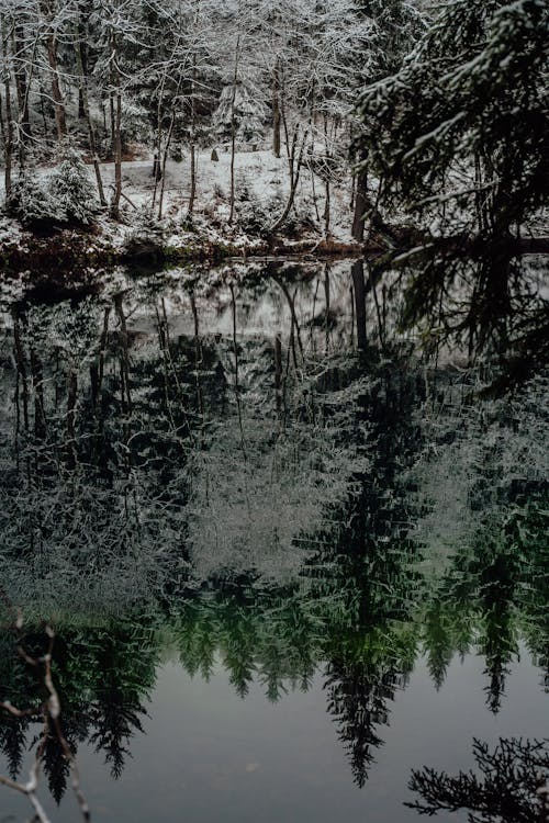 Foto profissional grátis de árvores, calma, lago