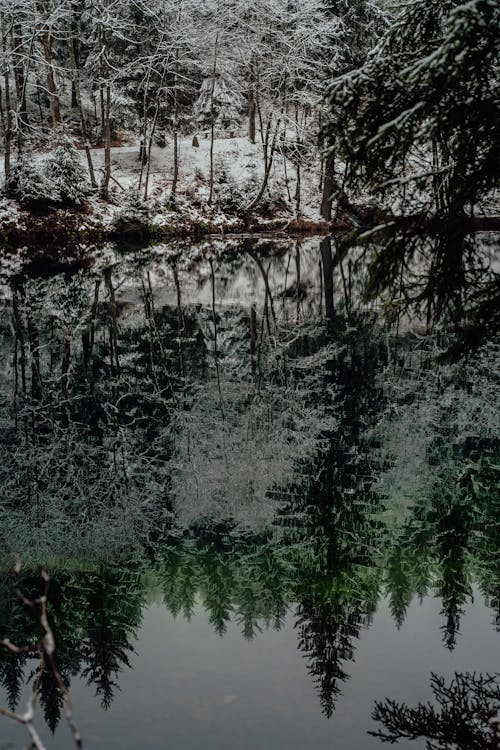 Foto d'estoc gratuïta de arbres, calma, llac