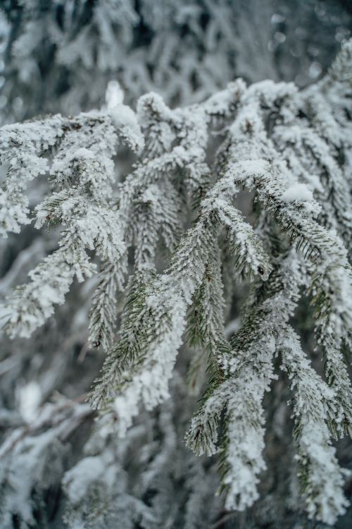Free Close-up of a snow-covered pine branch in a serene winter forest setting in Munich, Germany. Stock Photo