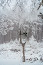 Snow Covered Trees