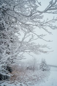 Beautiful winter scene in Munich with snow-covered branches and foggy atmosphere.