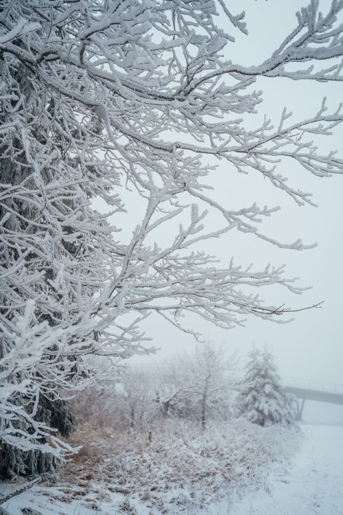 Free Beautiful winter scene in Munich with snow-covered branches and foggy atmosphere. Stock Photo