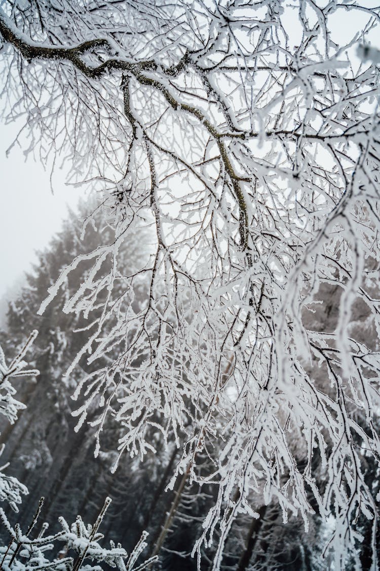 Tree Branches Covered In Snow