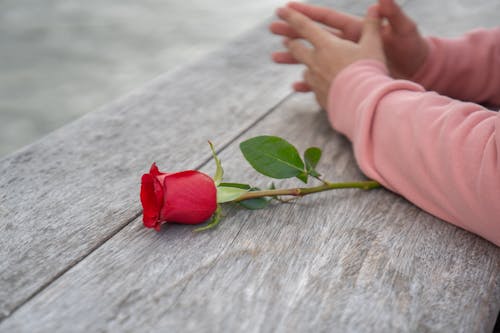 Crop faceless person with red rose leaning on wooden surface
