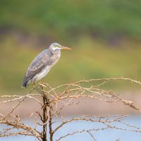 Publication artwork, heron on a branch — Shyaam Maniraj on Pexels
