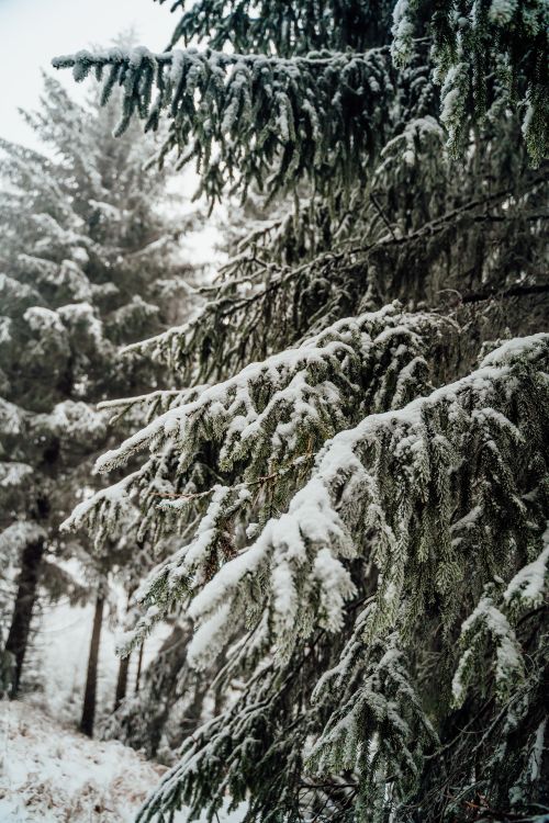 Free Snow-covered pine trees create a serene winter landscape in a Munich forest. Stock Photo