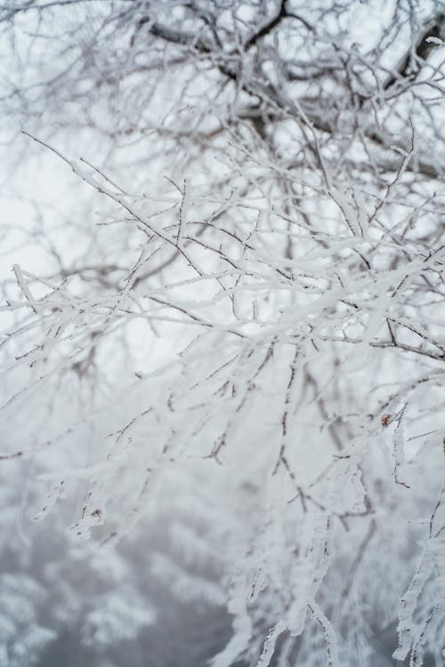 Základová fotografie zdarma na téma bezlistý, mráz, rýma