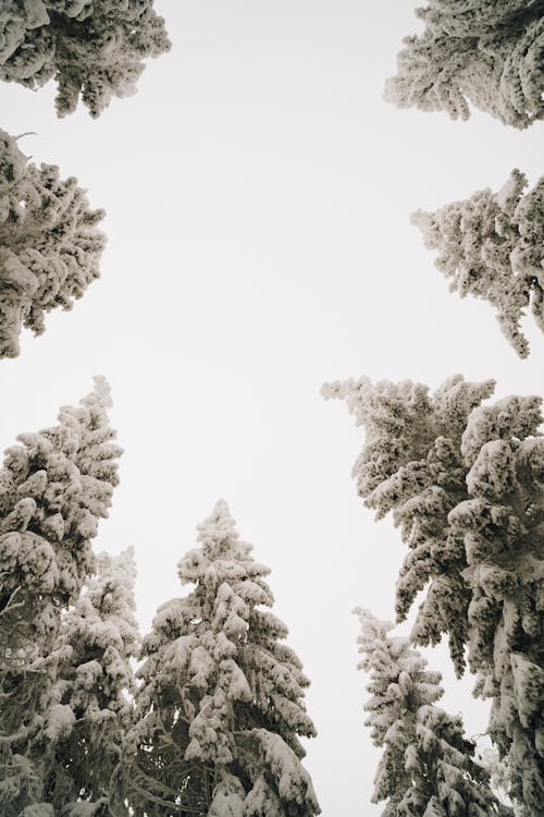 Immagine gratuita di alberi, cielo, inverno